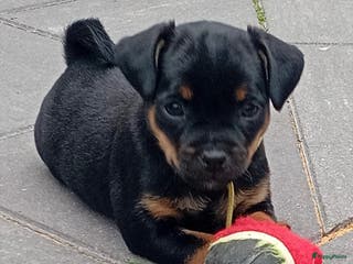 Dwergpinscher honden Carlin Pinscher Puppy’s te koop - Advertentie 3