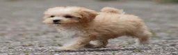 Maltipoo honden te koop: Lieve Maltipoo pups - Advertentie 3