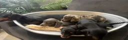 Teckel (korthaar)  honden te koop: Dwerg Teckel Pups. - Advertentie 10