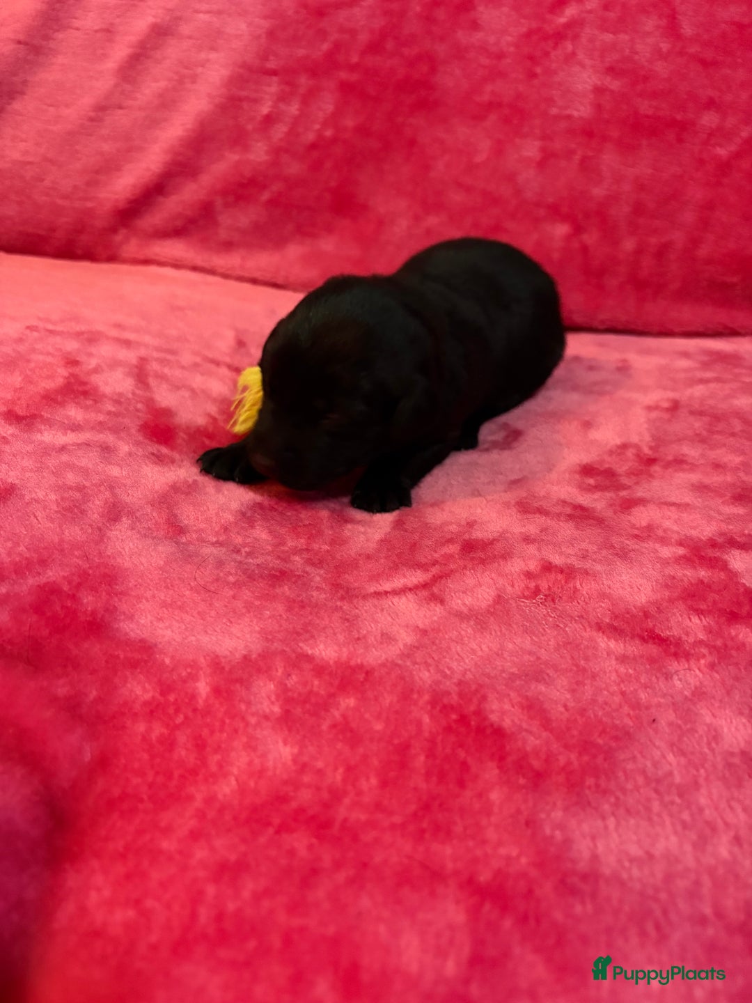 Kruising honden te koop: Labrador puppy’s - Advertentie 7