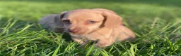 Kruising honden te koop: Kortharige teckels met vleugje chihuahua  - Advertentie 18