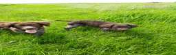 Friese Stabij honden te koop: Friese Stabij pups: Miep en Fedde - Advertentie 11