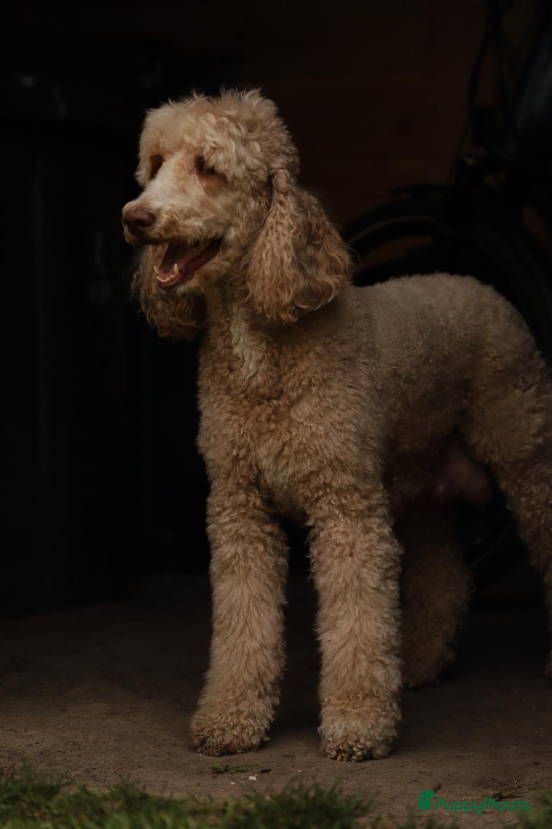 Poedel honden te koop: Raszuivere middenmaat poedelpups - Afbeelding 10