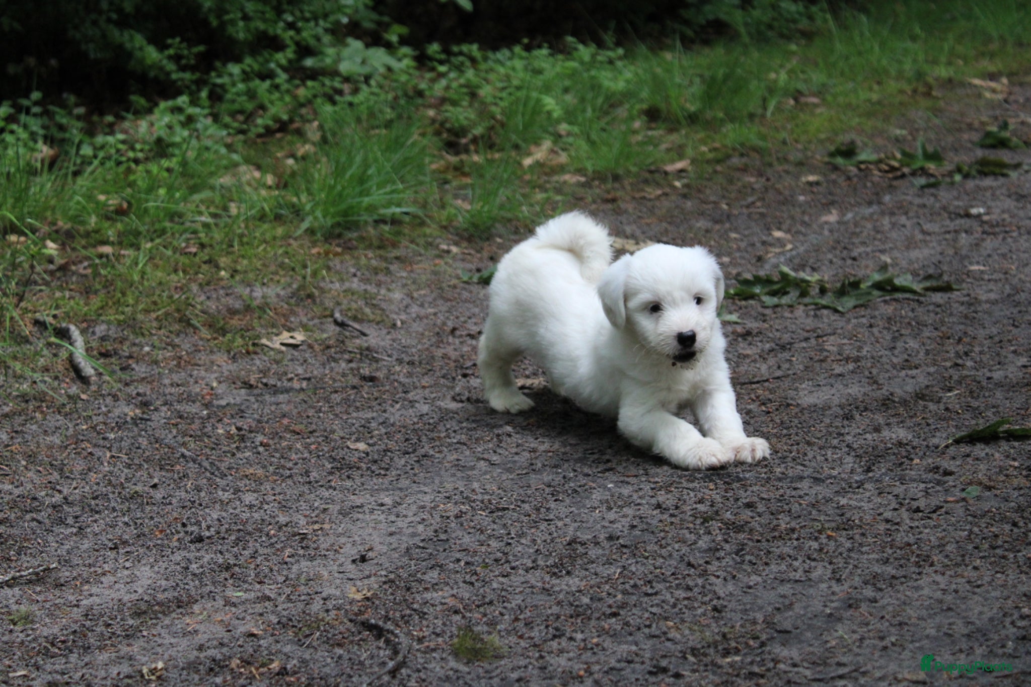 Tibetaanse Terriër honden Tibetaanse terrier teefje 🩷 - Advertentie 7