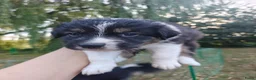 Australian Shepherd honden te koop: Australische herder puppy's  - Advertentie 7
