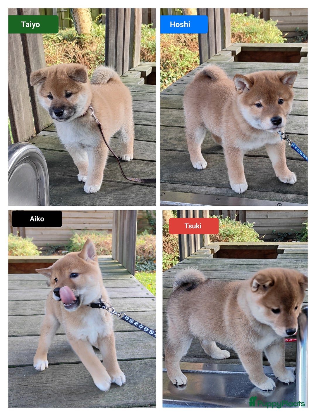 Shiba honden te koop: Shiba Inu pups met FCI stamboom - Advertentie 3