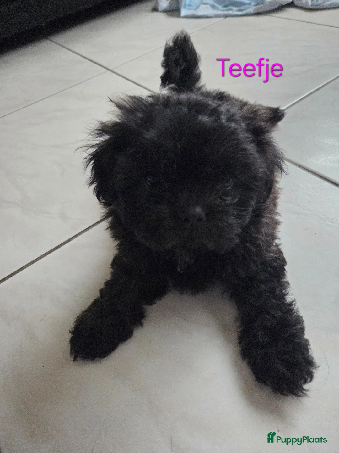 Boomer honden te koop: Nog 3 prachtige boomerpups beschikbaar  - Advertentie 2