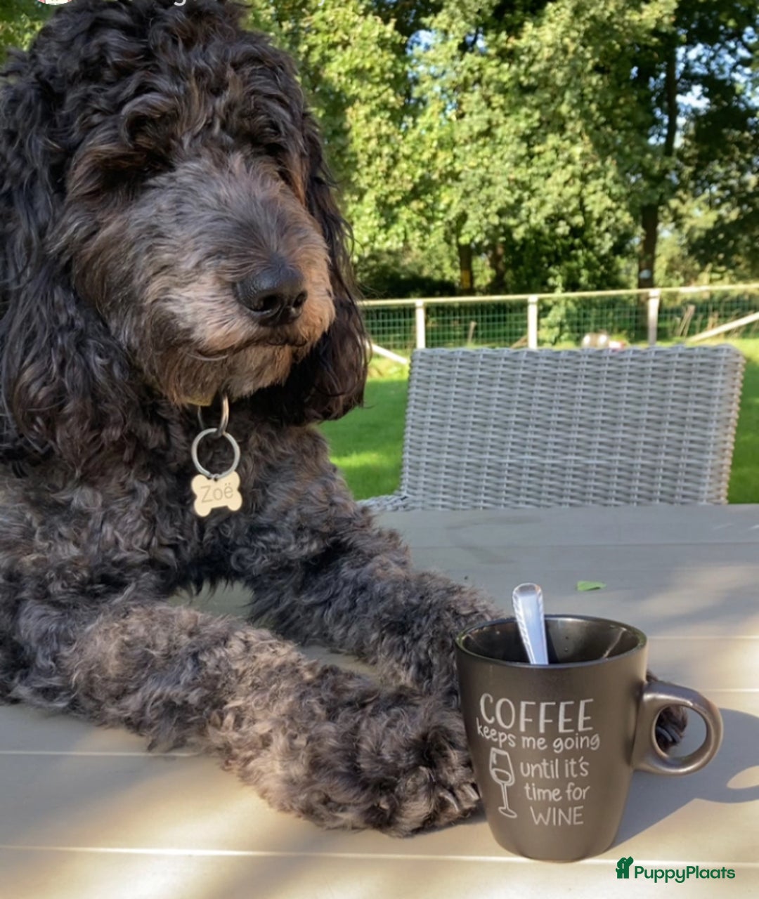 Labradoodle honden te koop: Labradoodle puppies F4 multigen zwart - Advertentie 8