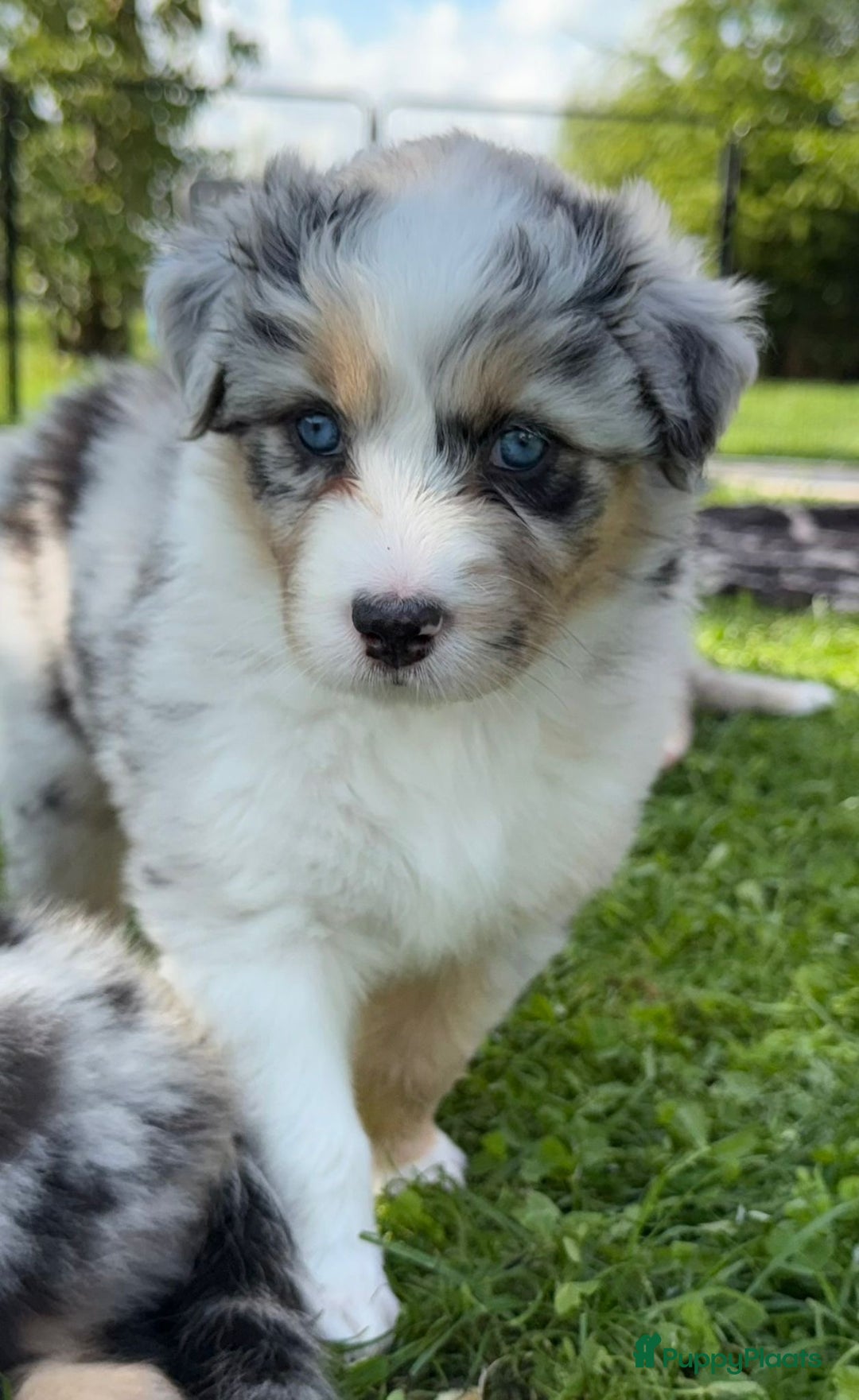 Australian Shepherd honden te koop: Prachtige pups Australian shepherd X Pomsky  - Afbeelding 20