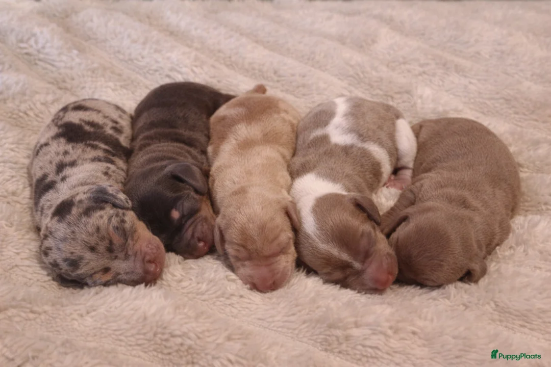 Teckel (korthaar)  honden te koop: Red Brindle x Piebald  in Haelen - Advertentie 1