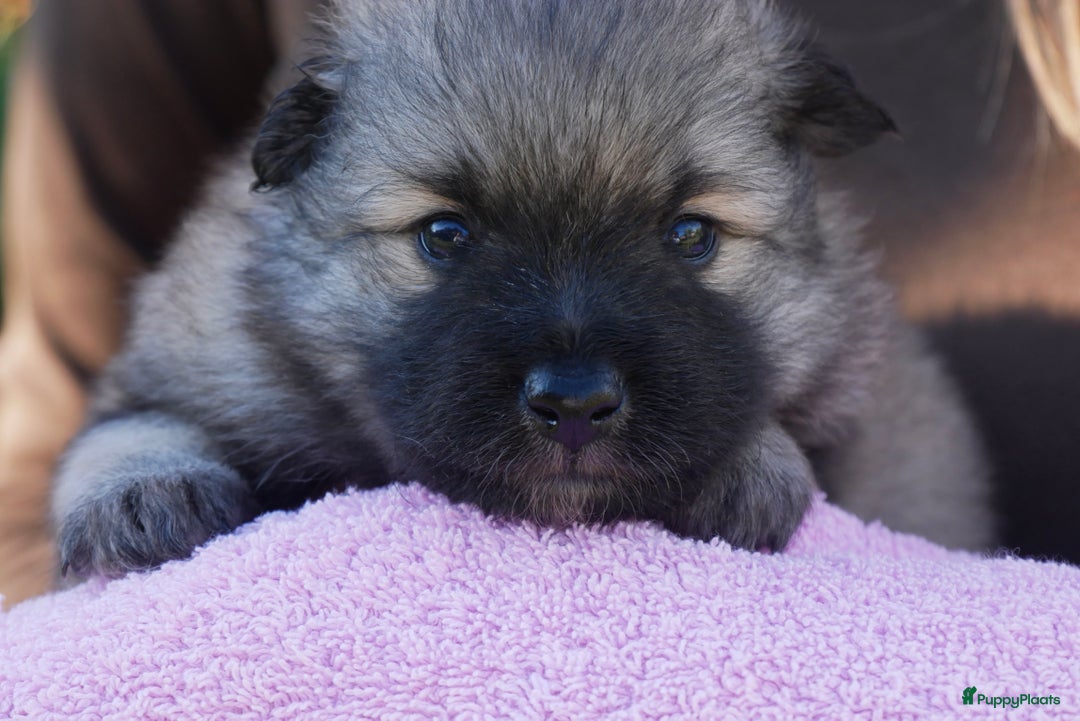 Keeshond honden te koop: Kruising Keeshond X Japanse Spits - Afbeelding 3