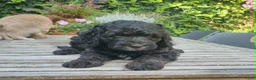 Australian Labradoodle honden te koop: Australian Labradoodle pups - Advertentie 12