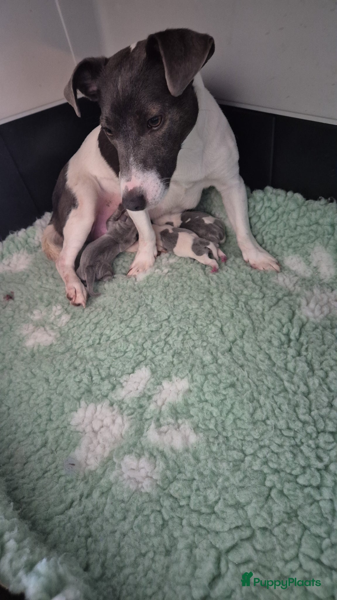 Jack Russel Terriër honden 20 april mooie pups geboren - Advertentie 2