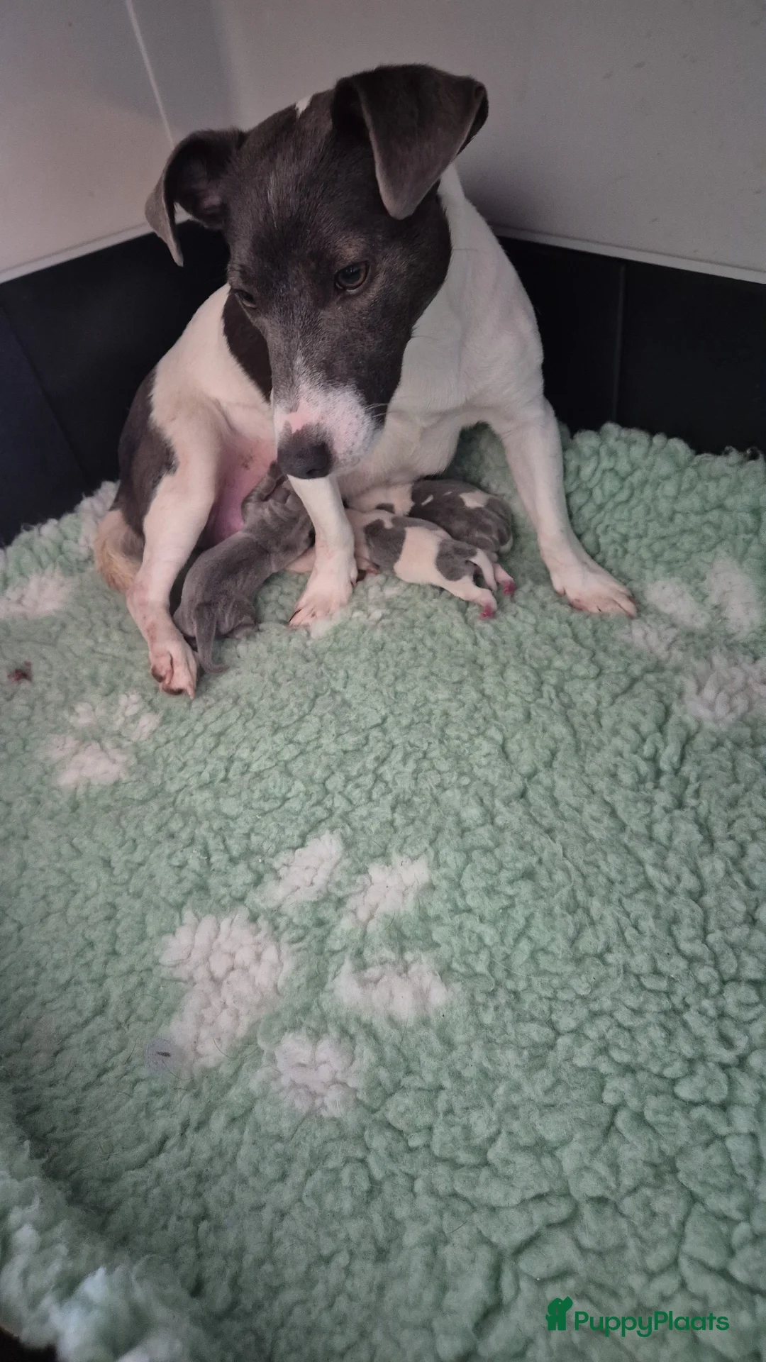 Jack Russel Terriër honden te koop: 20 april mooie pups geboren - Advertentie 1