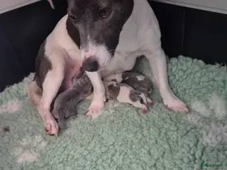 Jack Russel Terriër honden 20 april mooie pups geboren - Advertentie 2