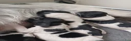 Engelse Springer Spaniel honden te koop: Engelse Springer Spaniel Pups geboren uit werklijn - Advertentie 3