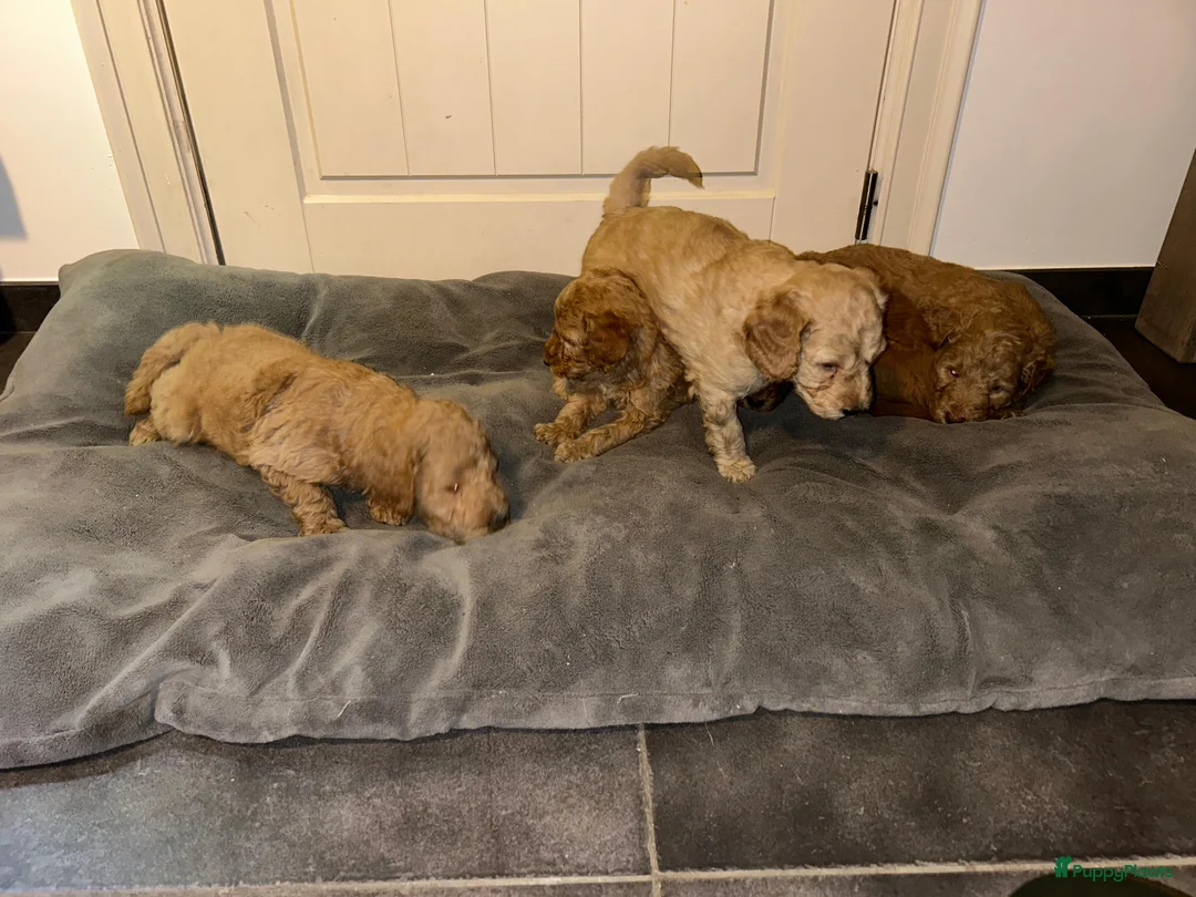 Labradoodle honden te koop: Labradoodle pups - Advertentie 1