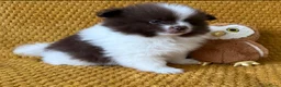 Pomeriaan honden te koop: Prachtige pomeranian pups met een mega vacht - Advertentie 3