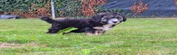 Maltipoo honden te koop: 🥰 2 Prachtige Maltipoo pups! Unieke kleuren 🐶 - Advertentie 8