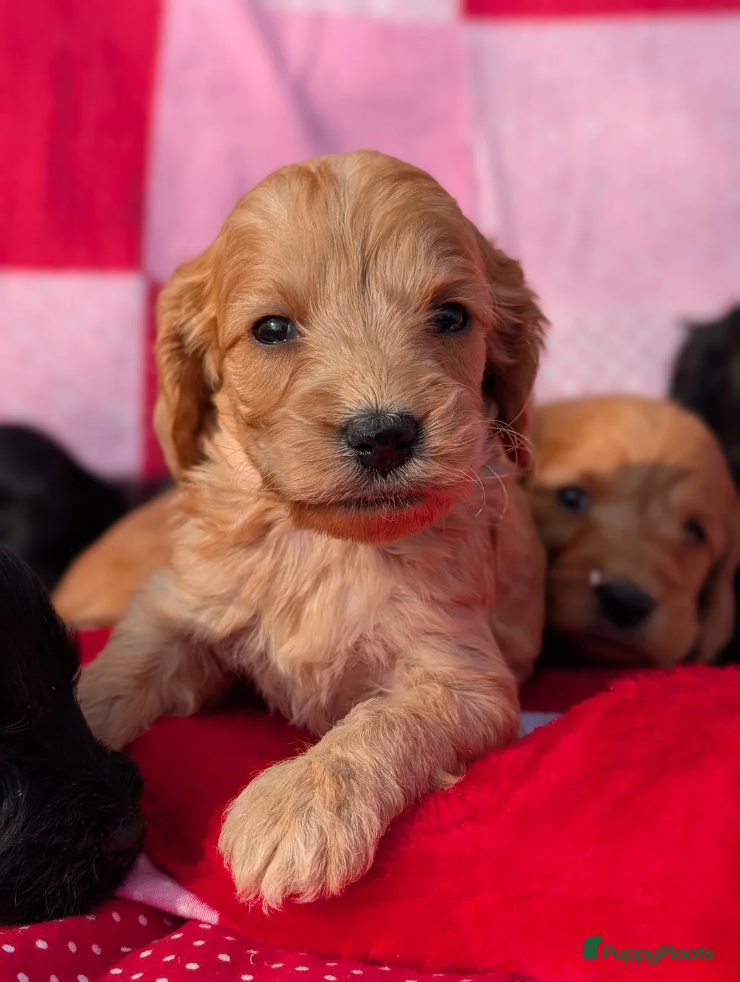 Cockapoo honden te koop: Cockapoo pups . - Advertentie 2