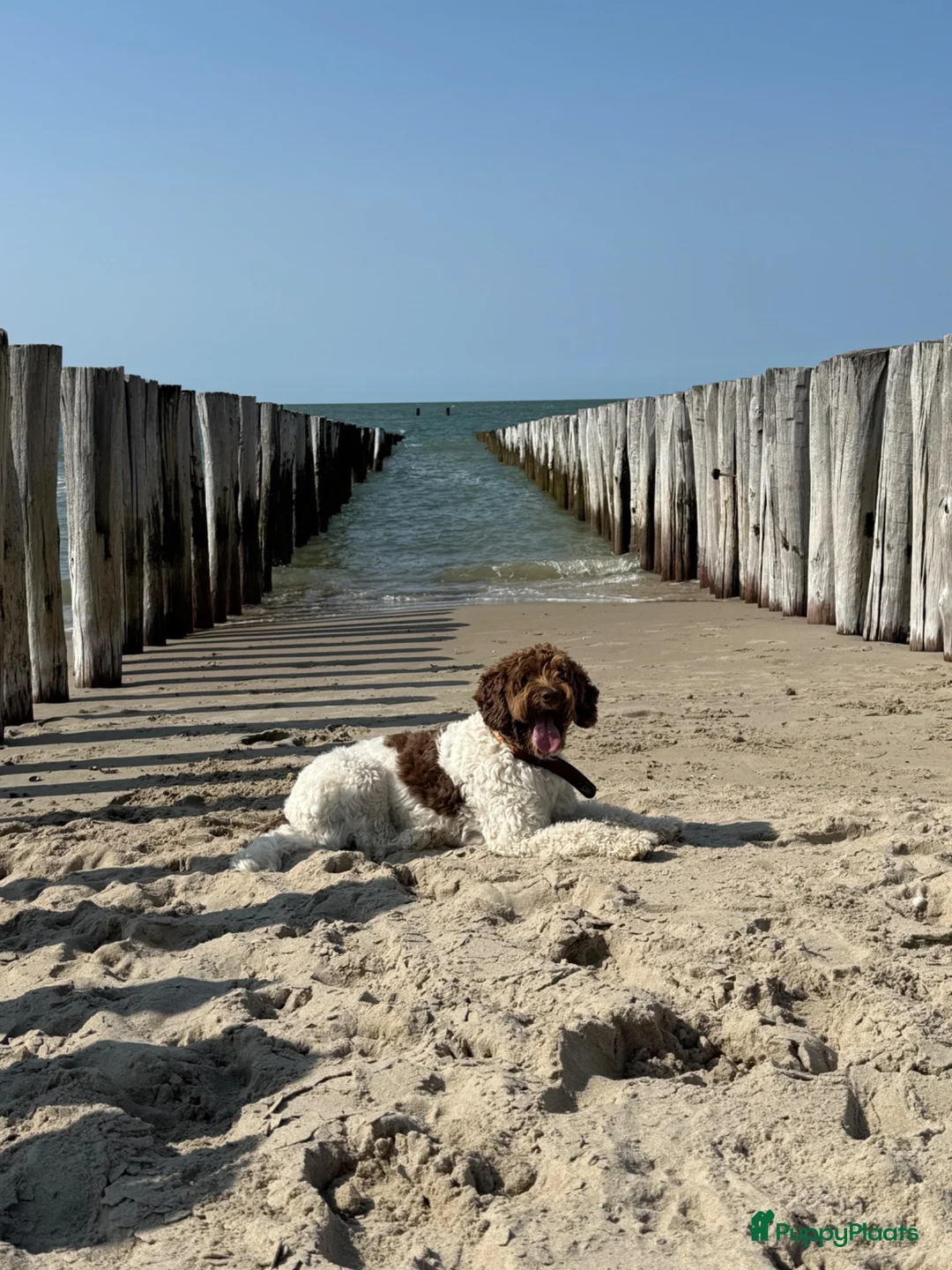 Australian Labradoodle honden te koop: Prachtige donkerbruine Australian Labradoodle reu in Halsteren - Advertentie 21