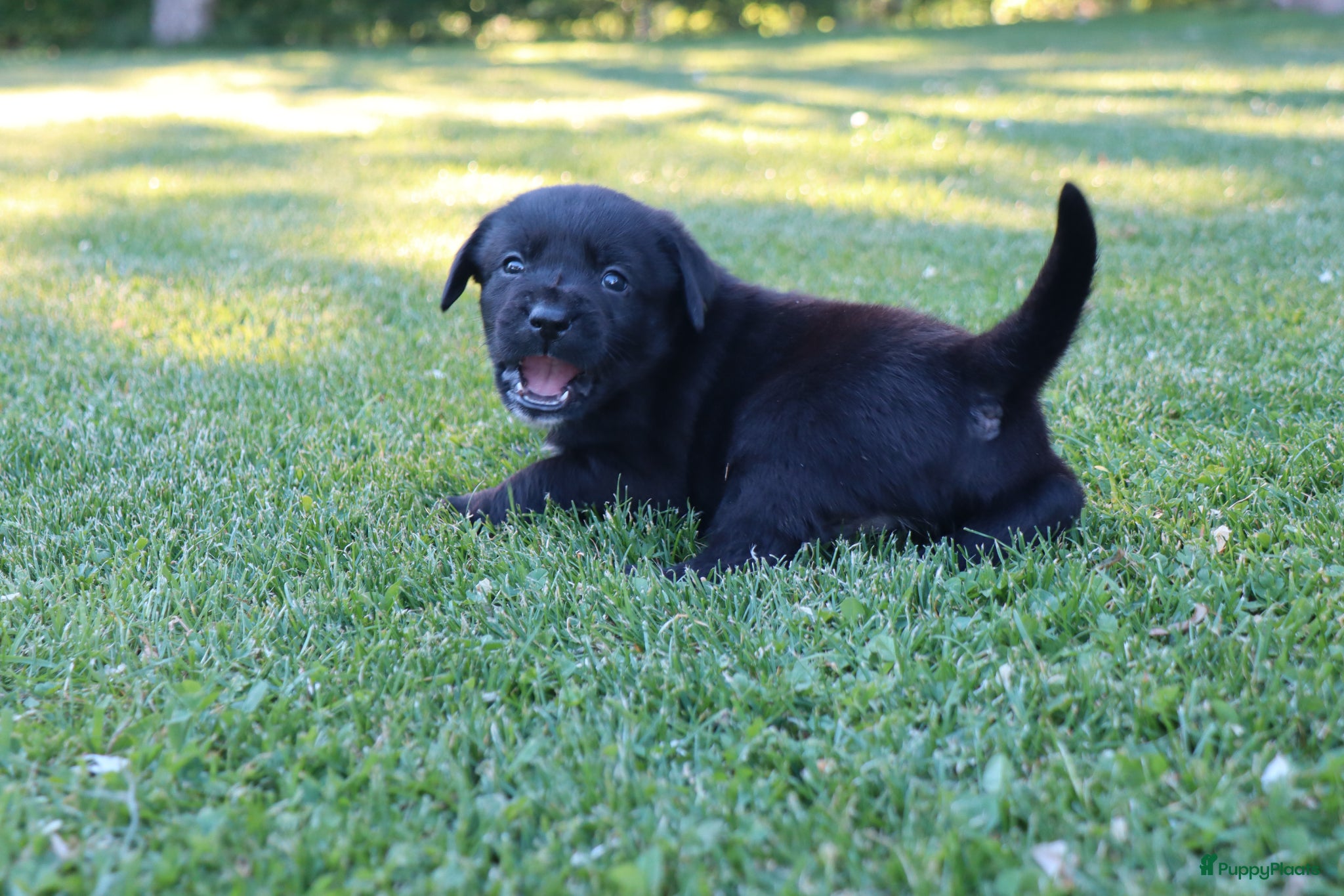 Kruising honden te koop: Prachtige labradorpups kruising  in Someren - Advertentie 13