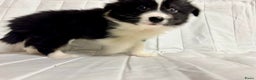 Kruising honden te koop: 1/4 Australian shepard x 3/4 Border collie pups - Advertentie 6