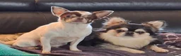 Chihuahua honden te koop: Lilac chihuahua pups - Advertentie 11