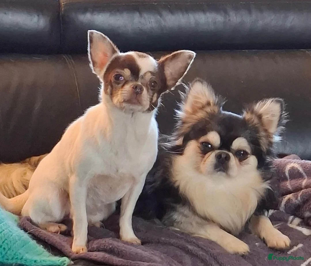 Chihuahua honden te koop: Lilac chihuahua pups - Advertentie 11