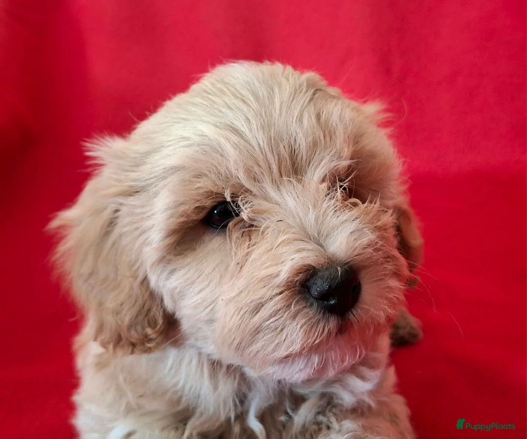 Maltipoo honden te koop: Leuke Maltipoo puppies - Advertentie 3