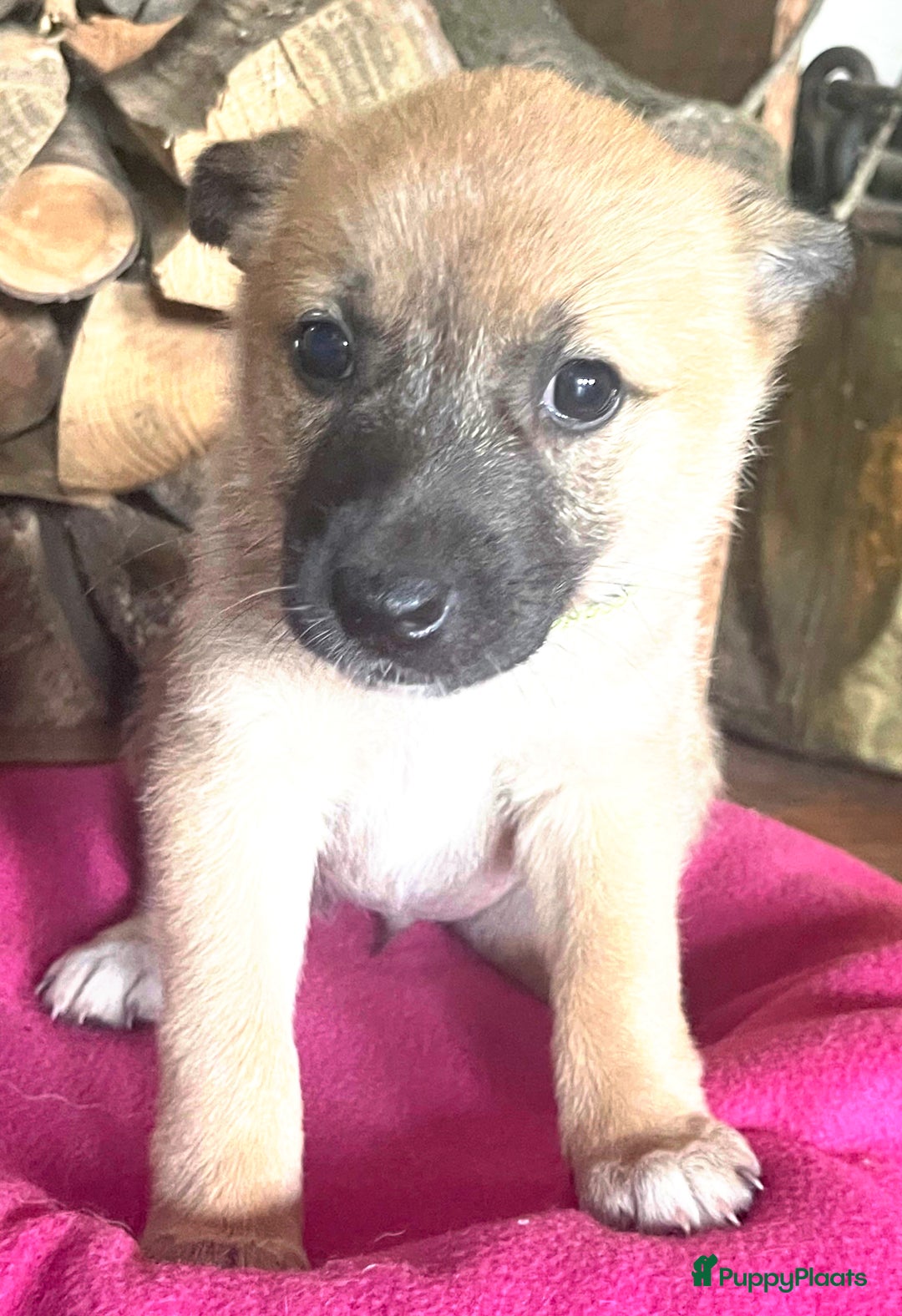 Kruising honden te koop: Veelbelovende kruising met actieve en trouwe genen - Afbeelding 4