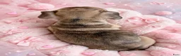 Franse Bulldog honden te koop: Franse bulldog pups - Advertentie 7