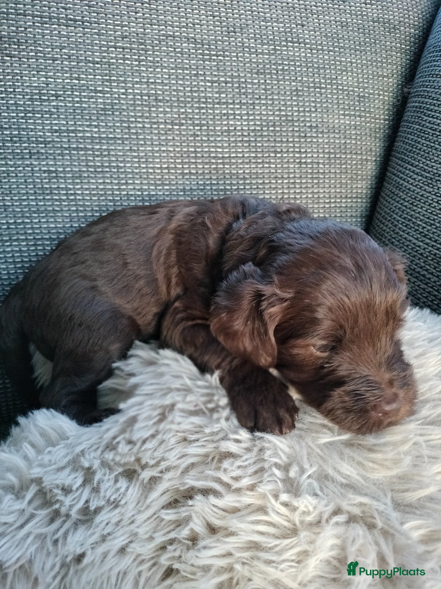 Labradoodle honden Labradoodle pups mini/medium, liggen in woonkamer - Advertentie 2