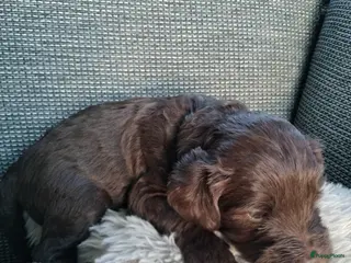 Labradoodle honden Labradoodle pups mini/medium, liggen in woonkamer - Advertentie 2