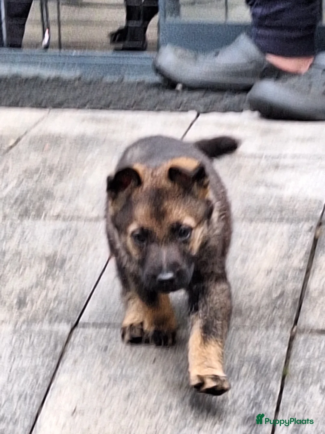 Duitse Herder honden te koop:  te koop wolfsgrauw teefje - Advertentie 2