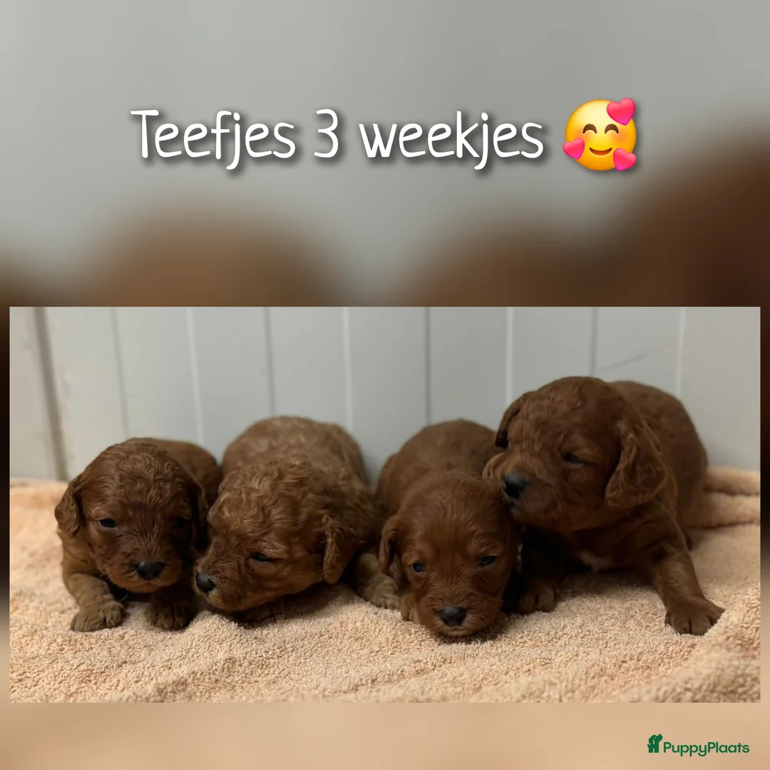 Cavapoo honden te koop: Prachtige Cavapoo pups beschikbaar  - Advertentie 18
