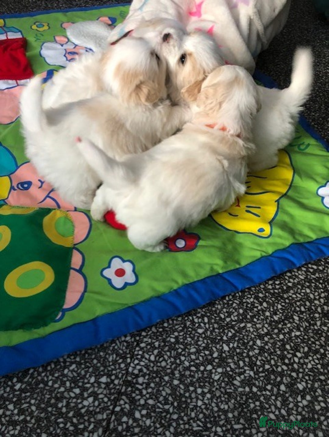 Coton De Tuléar honden te koop: Coton de Tulear pups  - Advertentie 14