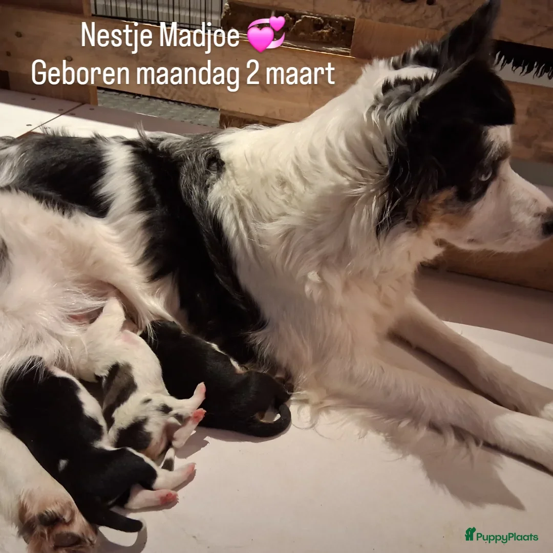 Border Collie honden te koop: Lieve Border Collie Reutjes zoeken huisje - Advertentie 2