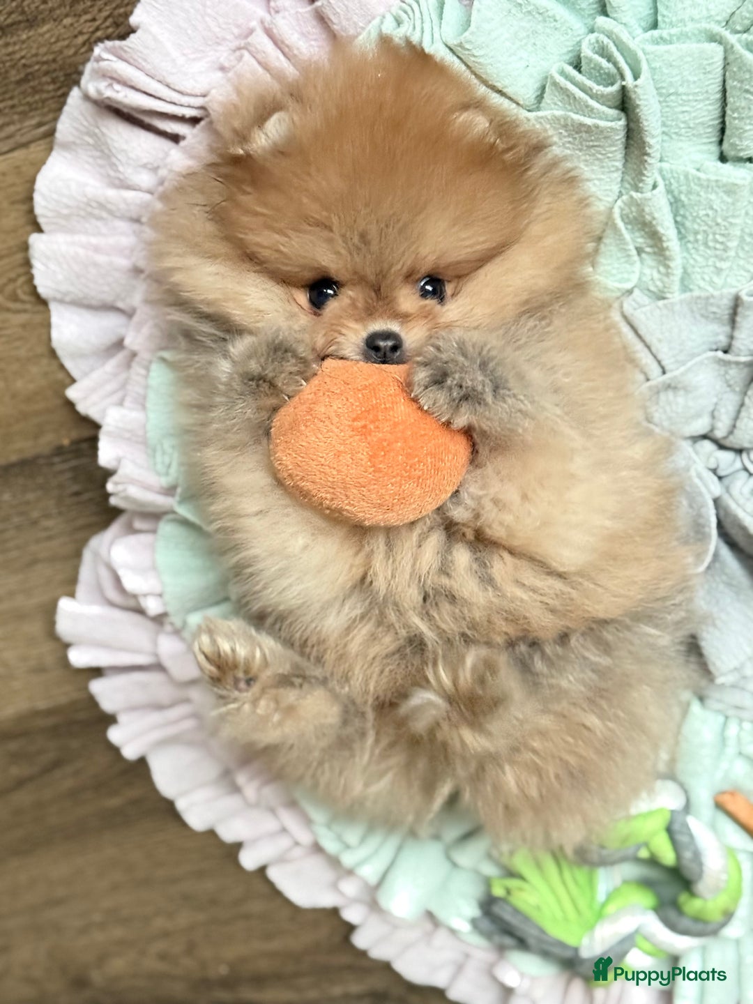 Pomeriaan honden te koop: Raszuiver Mini Pomeriaan Pup Bear Face  - Advertentie 5