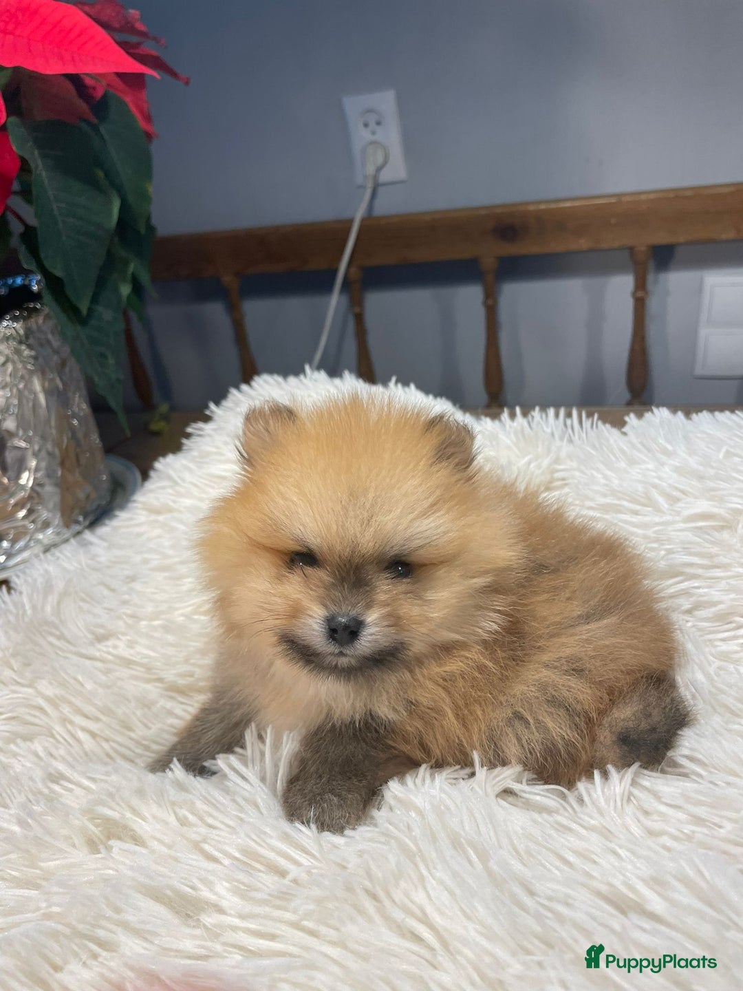 Pomeriaan honden te koop: 3 schattige Pomeriaan pups orange sable 5 wk - Advertentie 22