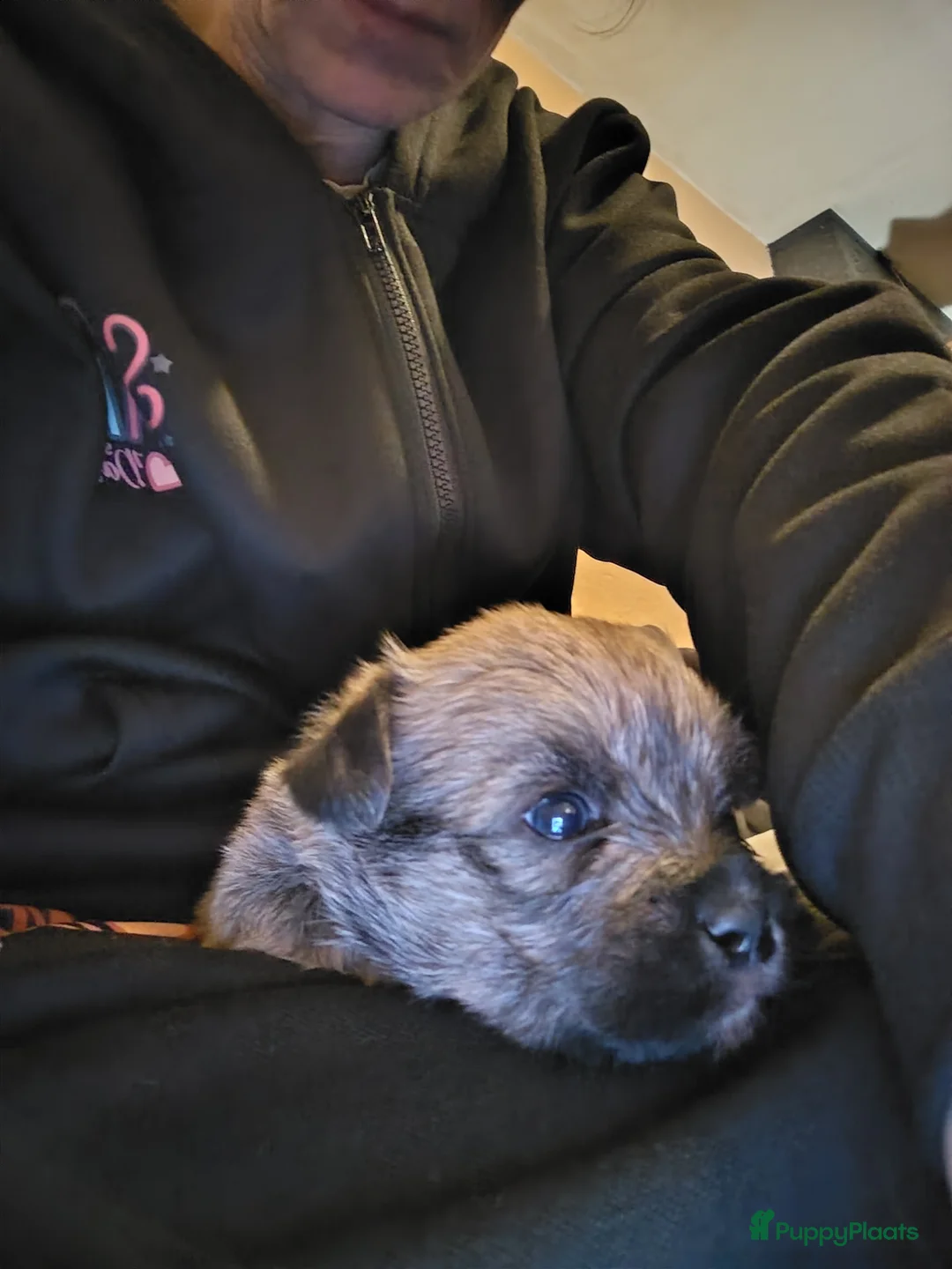 Overig honden te koop: Lieve pups - Advertentie 4