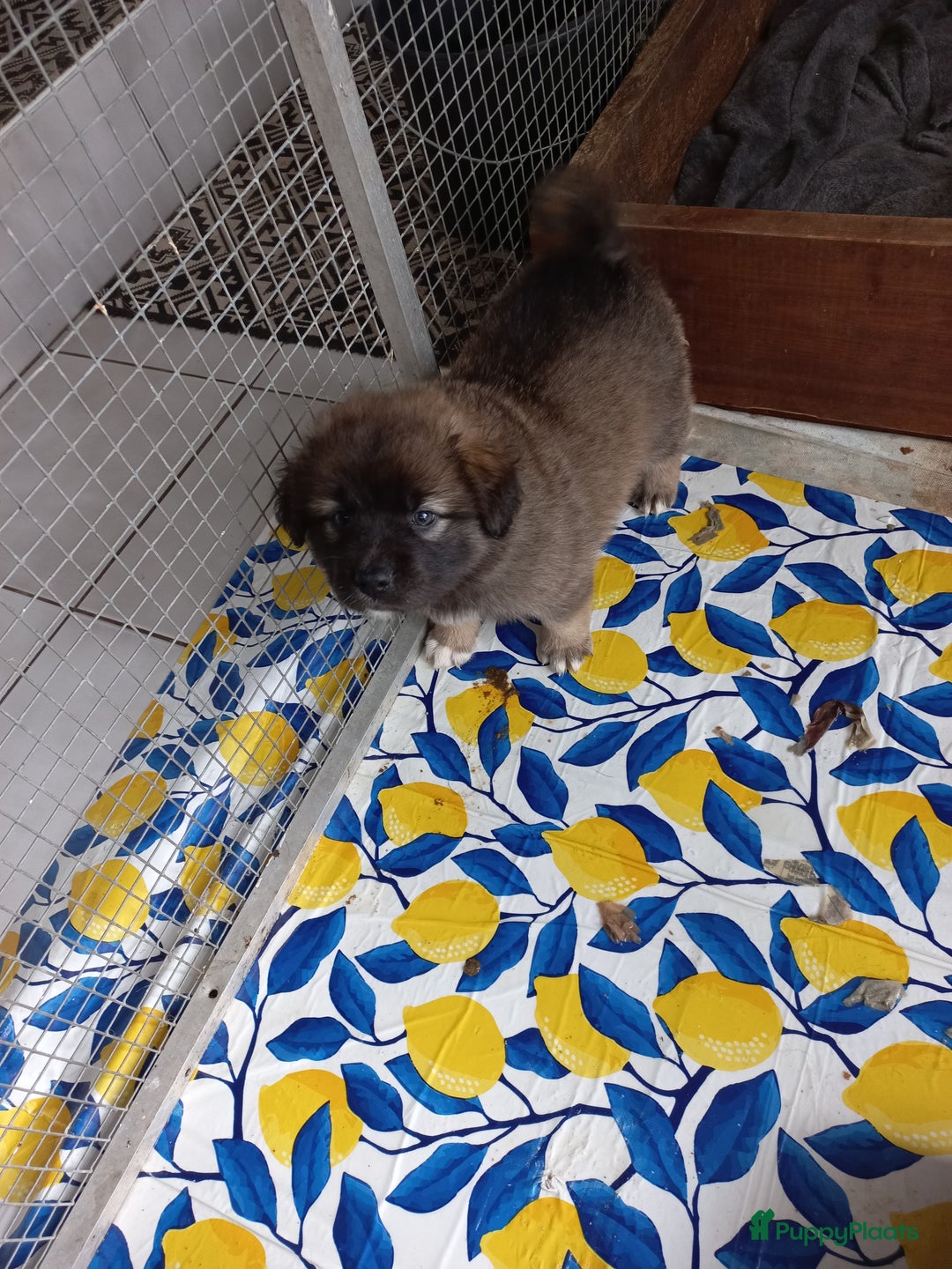 Kruising honden te koop: Mooie pups  mogen weg in de week van 27 november - Advertentie 7