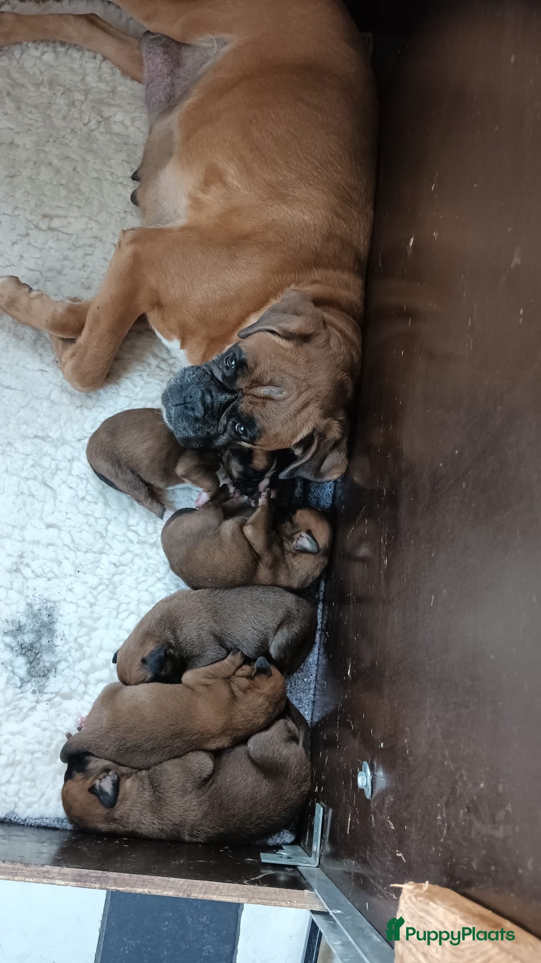 Boxer honden Boxer puppy's  - Advertentie 12