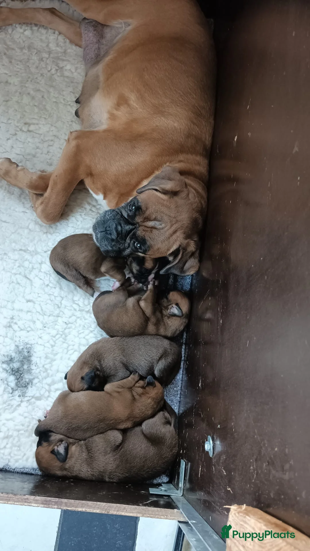 Boxer honden te koop: Boxer puppy's  - Advertentie 1