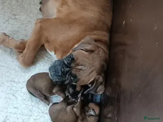 Boxer honden Boxer puppy's - Advertentie 12