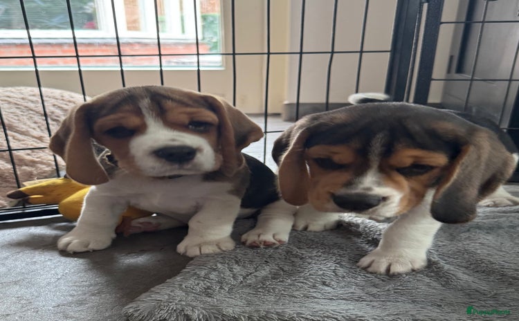 Beagle honden - Advertentie 1