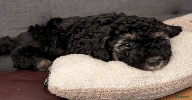 Dwergpoedel honden - Advertentie 4