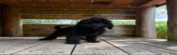 Cockapoo honden te koop: Amerikaanse Cockapoo pups - Advertentie 3