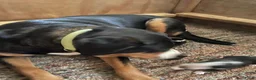 Grote Zwitserse Sennenhond honden te koop: Prachtige Grote Zwitserse Sennenhond pups  - Advertentie 3
