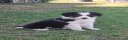 Kruising honden te koop: Shepherd puppy's  - Advertentie 9